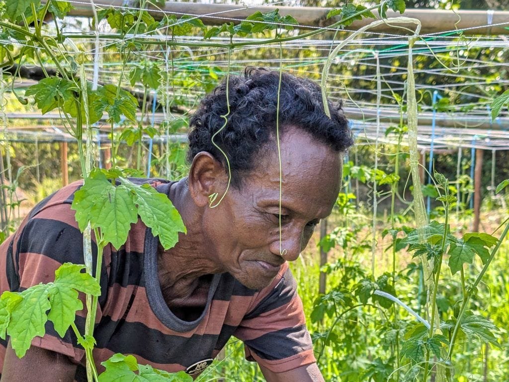 Cultivating Hope: Kampung Ganuh’s Indigenous Community Farm